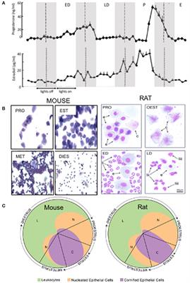 Effect of Estrous Cycle on Behavior of Females in Rodent Tests of Anxiety